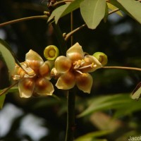 Ceiba pentandra (L.) Gaertn.